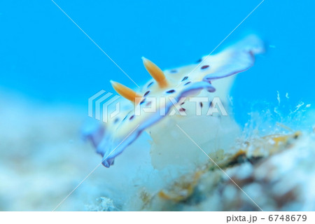 オトヒメウミウシ オトヒメウミウシ 6748679