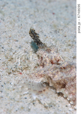 ウミテング 6748696