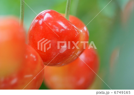 さくらんぼ レーニア さくらんぼ レーニア 6749165