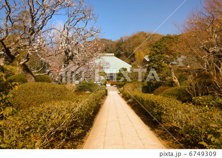 浄妙寺　梅 6749309