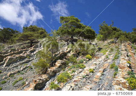 pine trees on the stone 6750069
