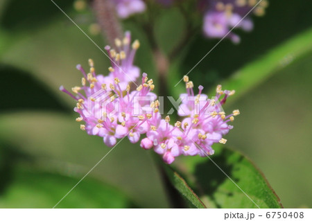 コムラサキシキブの花 コムラサキシキブの花 6750408
