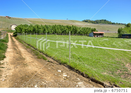 Rural road along green pasture in Italy. 6750751