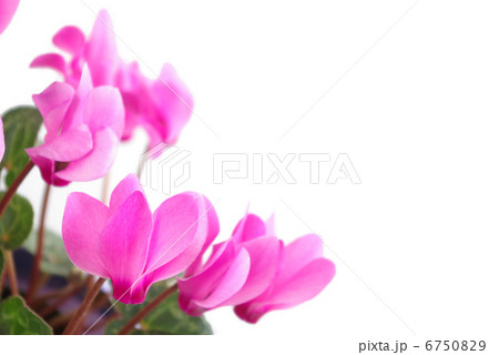 シクラメンの花 6750829