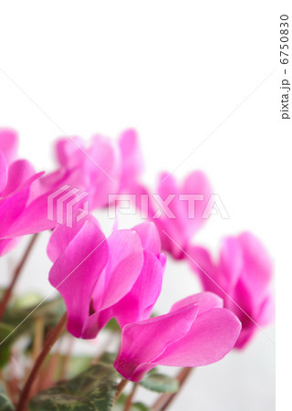 シクラメンの花 6750830