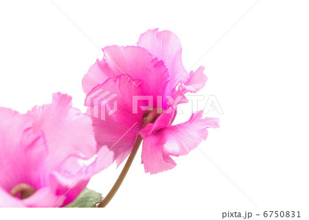 シクラメンの花 6750831