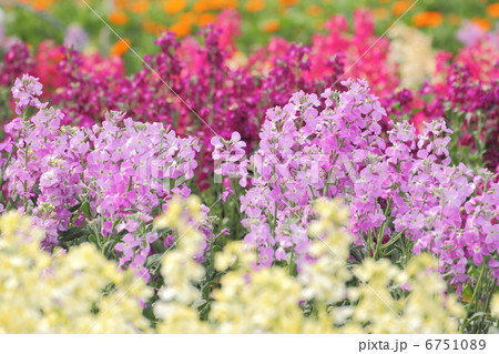 ストック 6751089