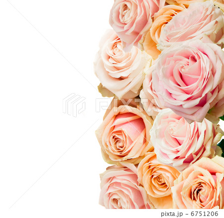 roses border on white 6751206