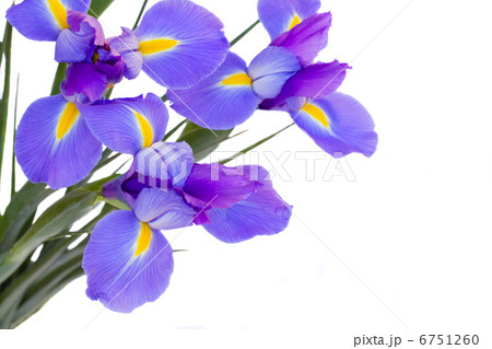 blue irises flowers 6751260