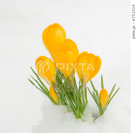 yellow crocuses in snow 6751314