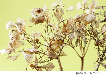 がくあじさいの花殻 6751529