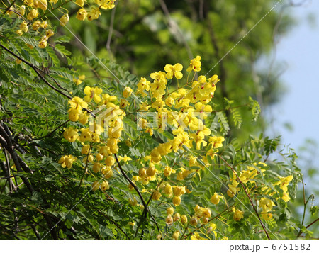 ジャケツイバラ ジャケツイバラ 6751582