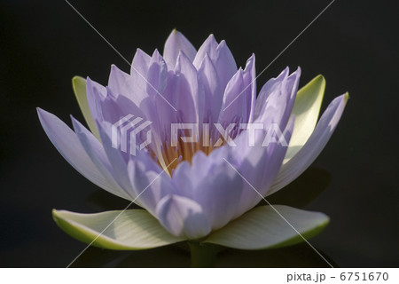 熱帯性スイレン 熱帯性スイレン 6751670