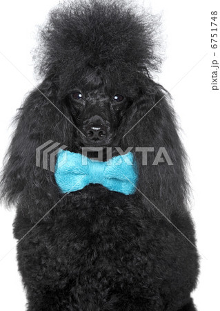 Black poodle portarit on a white background Black poodle portarit on a white background 6751748