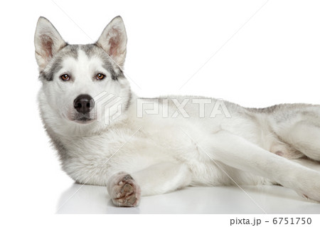 Siberian Husky on white background Siberian Husky on white background 6751750