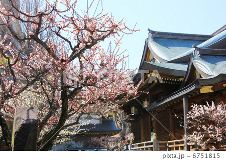 湯島天神 6751815