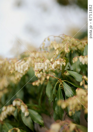 アセビの花 6751882