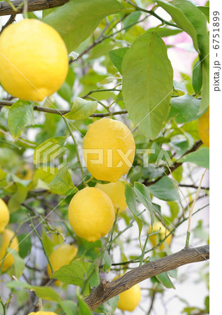 レモンツリー 6751899