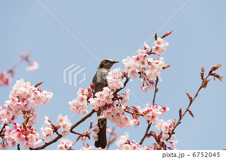 ヒヨドリと寒桜 ヒヨドリと寒桜 6752045