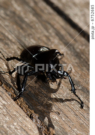 オーストラリアのヒメカブト 6752685