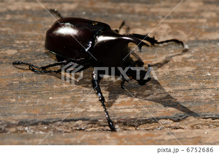 オーストラリアのヒメカブト 6752686