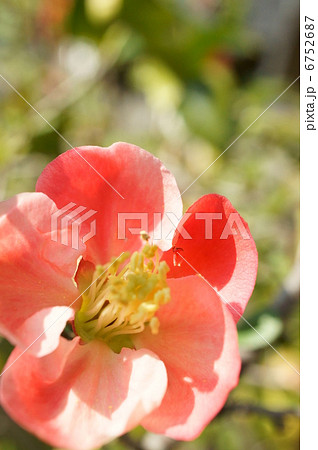 木瓜の花 6752687