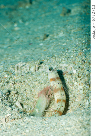 ヤマブキハゼと共生するコシジロテッポウエビ 6752713