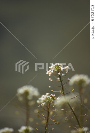 早春のナズナの花（縦位置） 6752718