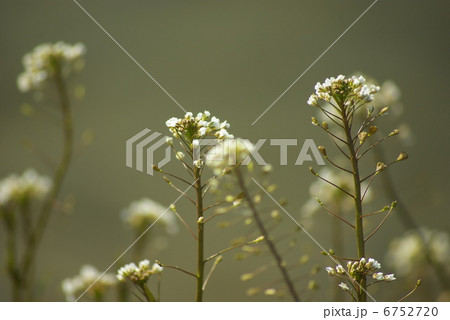 早春のナズナの花（横位置） 6752720