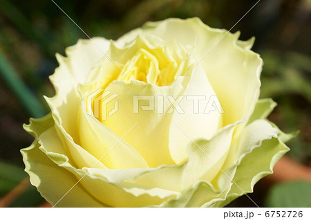 コルダナローズの花 6752726