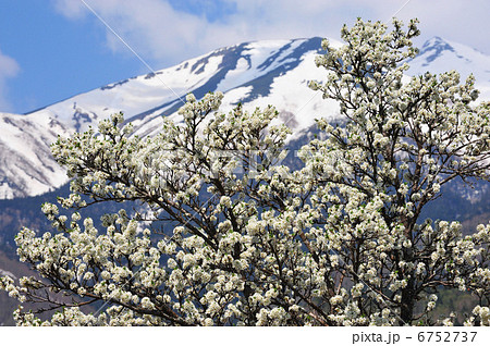 乗鞍高原・一ノ瀬園地に咲くスモモの花と乗鞍岳 6752737