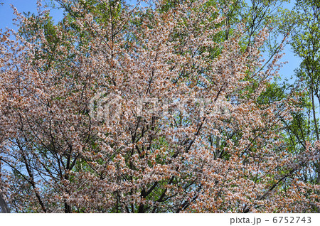 乗鞍高原・一ノ瀬園地に咲くヤマザクラと新緑のシラカバ 乗鞍高原・一ノ瀬園地に咲くヤマザクラと新緑のシラカバ 6752743