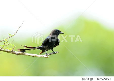 オウチュウ 6752851