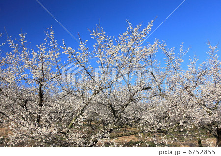 梅林 梅林 6752855