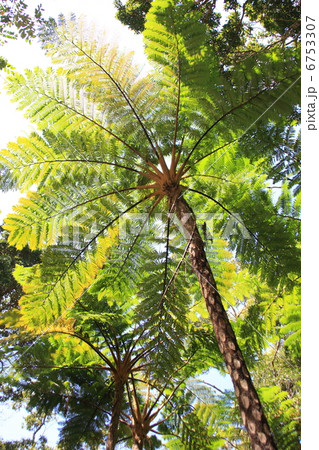 ヒカゲヘゴ（日陰杪欏、Cyathea lepifera） 6753307