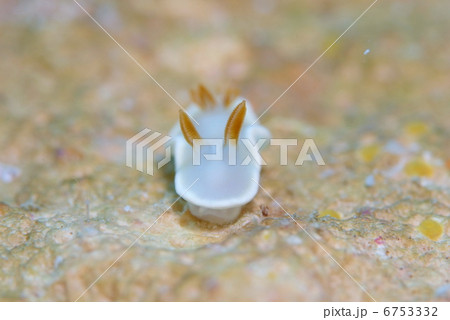 シロヘリイロウミウシ 6753332
