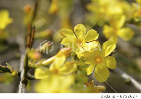 オウバイ（黄梅） 6753627