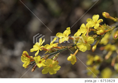 オウバイ(黄梅) オウバイ(黄梅) 6753629