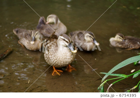 カルガモ親子 6754395