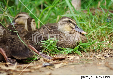 カルガモ親子 6754399