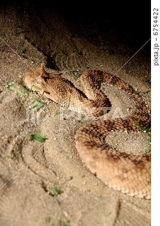 サハラツノクサリヘビの写真素材