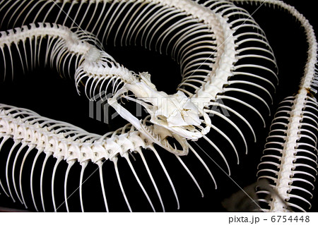 ニシキヘビの骨格標本の写真素材 [6754448] - PIXTA