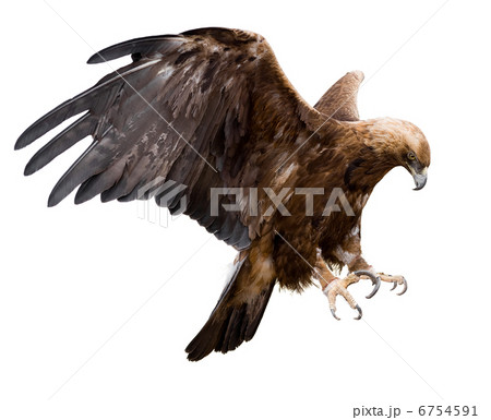 golden eagle, isolated 6754591