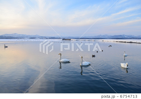 鳥海山と白鳥　１ 6754713