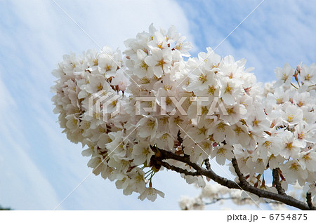 桜 桜 6754875