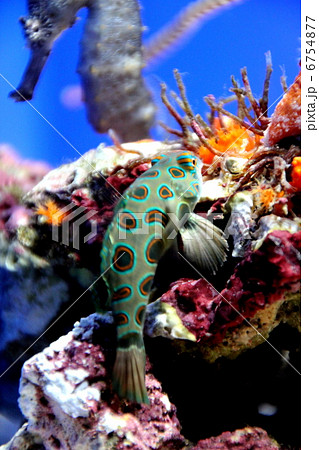 ニシキテグリ 6754877