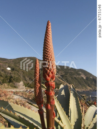 アロエの花 6755146