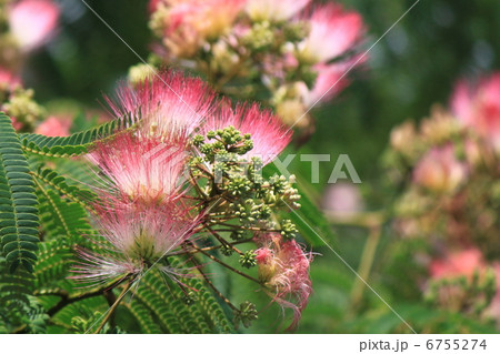 ネムノキの花 6755274