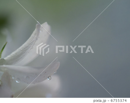 雨のしずくが付いた白い花びら 雨のしずくが付いた白い花びら 6755374