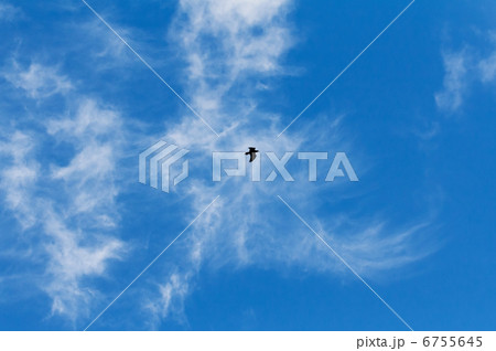 Hooded Crow Flying in the Sky with Wings Spread 6755645